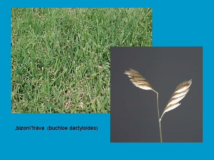  „bizoní“tráva (buchloe dactyloides) 
