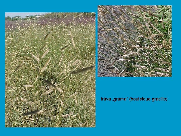 tráva „grama“ (bouteloua gracilis) 