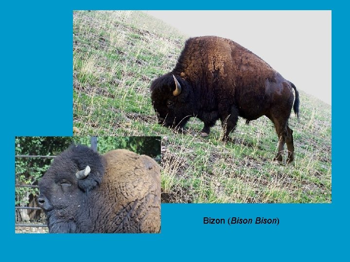 Bizon (Bison) 