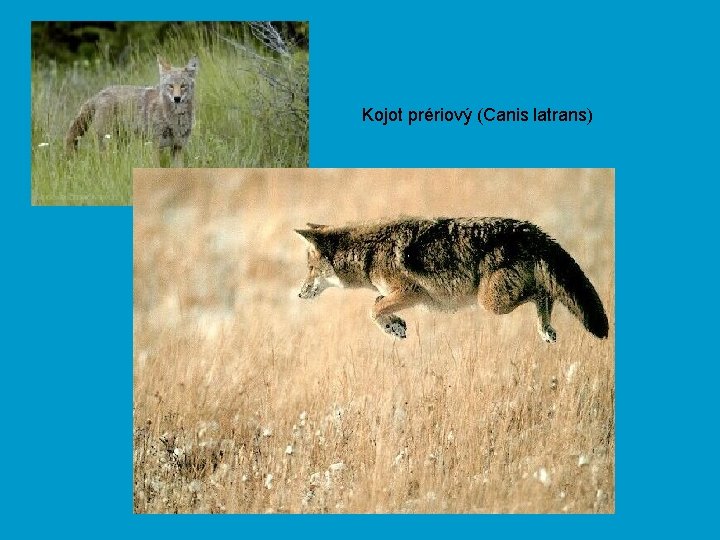 Kojot prériový (Canis latrans) 