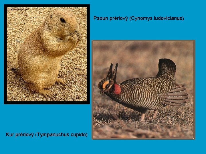 Psoun prériový (Cynomys ludovicianus) Kur prériový (Tympanuchus cupido) 