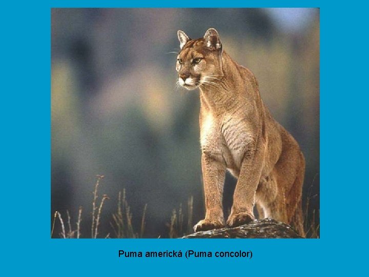 Puma americká (Puma concolor) 