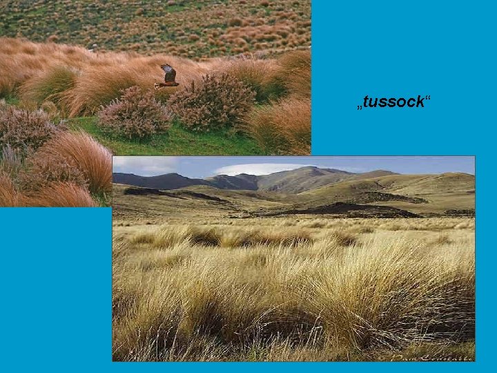 „tussock“ 