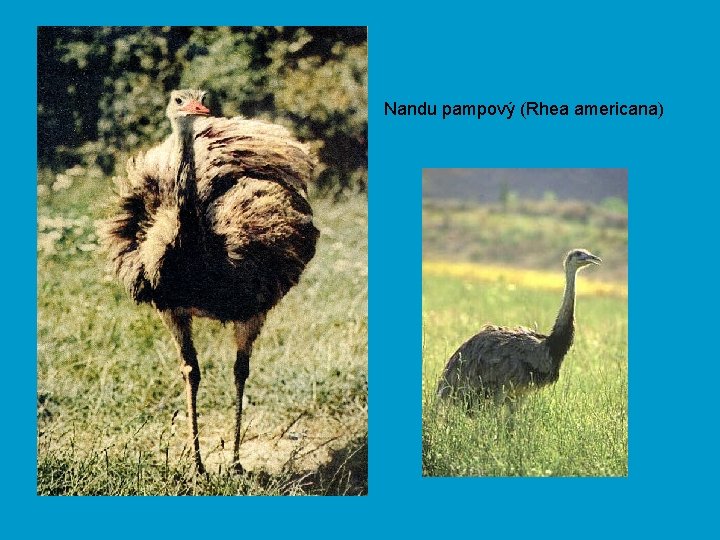Nandu pampový (Rhea americana) 