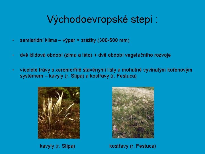 Východoevropské stepi : • semiaridní klima – výpar > srážky (300 -500 mm) •
