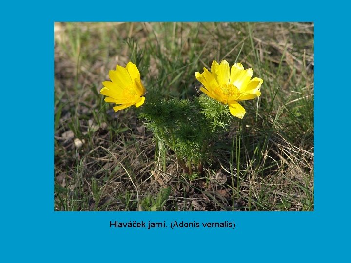 Hlaváček jarní. (Adonis vernalis) 