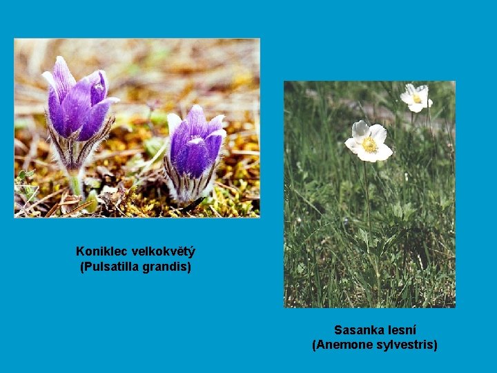 Koniklec velkokvětý (Pulsatilla grandis) Sasanka lesní (Anemone sylvestris) 