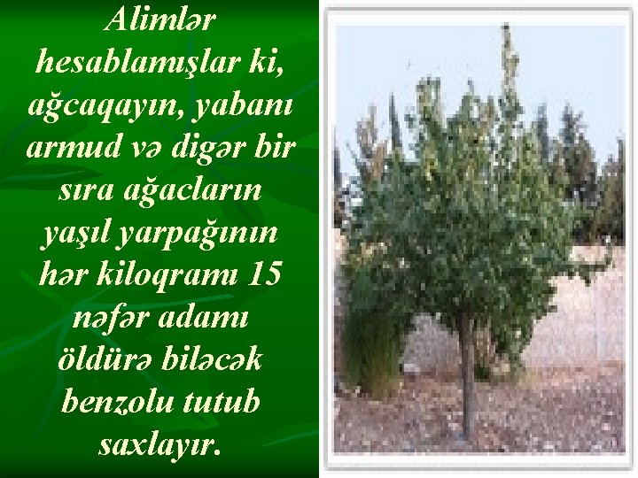 Alimlər hesablamışlar ki, ağcaqayın, yabanı armud və digər bir sıra ağacların yaşıl yarpağının hər Alimlər hesablamışlar ki, ağcaqayın, yabanı armud və digər bir sıra ağacların yaşıl yarpağının hər