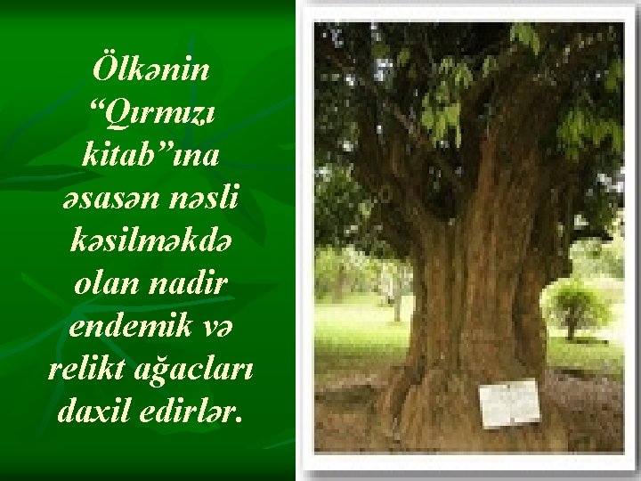 Ölkənin “Qırmızı kitab”ına əsasən nəsli kəsilməkdə olan nadir endemik və relikt ağacları daxil edirlər. Ölkənin “Qırmızı kitab”ına əsasən nəsli kəsilməkdə olan nadir endemik və relikt ağacları daxil edirlər.