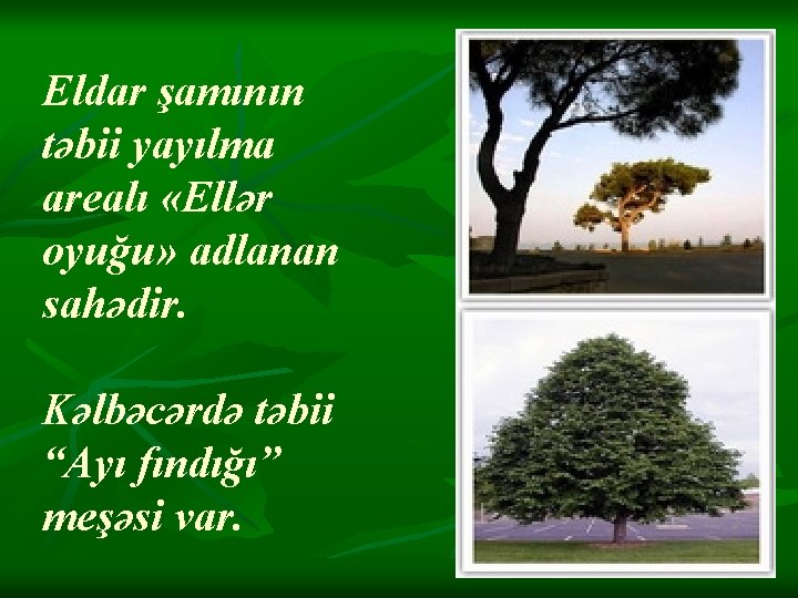Eldar şamının təbii yayılma arealı «Ellər oyuğu» adlanan sahədir. Kəlbəcərdə təbii “Ayı fındığı” meşəsi Eldar şamının təbii yayılma arealı «Ellər oyuğu» adlanan sahədir. Kəlbəcərdə təbii “Ayı fındığı” meşəsi