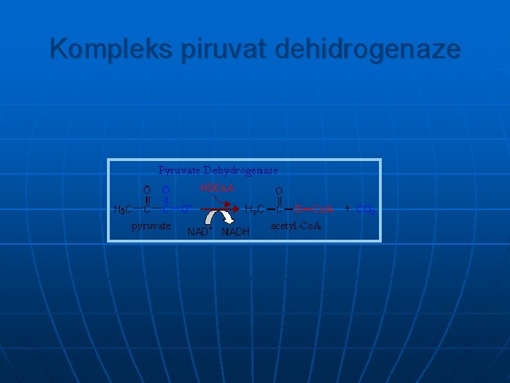 Kompleks piruvat dehidrogenaze Kompleks piruvat dehidrogenaze