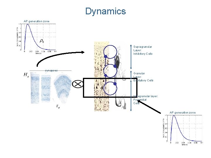 Dynamics AP generation zone Supragranular Layer: Inhibitory Cells synapses Granular Layer: Excitatory Cells Infragranular Dynamics AP generation zone Supragranular Layer: Inhibitory Cells synapses Granular Layer: Excitatory Cells Infragranular