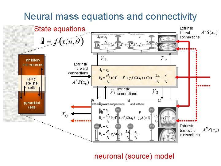 Neural mass equations and connectivity State equations inhibitory interneurons spiny stellate cells Extrinsic lateral Neural mass equations and connectivity State equations inhibitory interneurons spiny stellate cells Extrinsic lateral