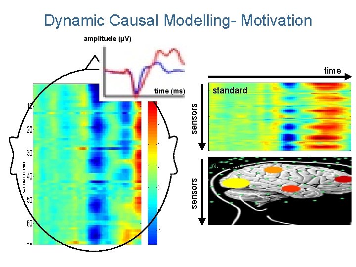 Dynamic Causal Modelling- Motivation amplitude (μV) time standard sensors time (ms) sensors deviant Dynamic Causal Modelling- Motivation amplitude (μV) time standard sensors time (ms) sensors deviant