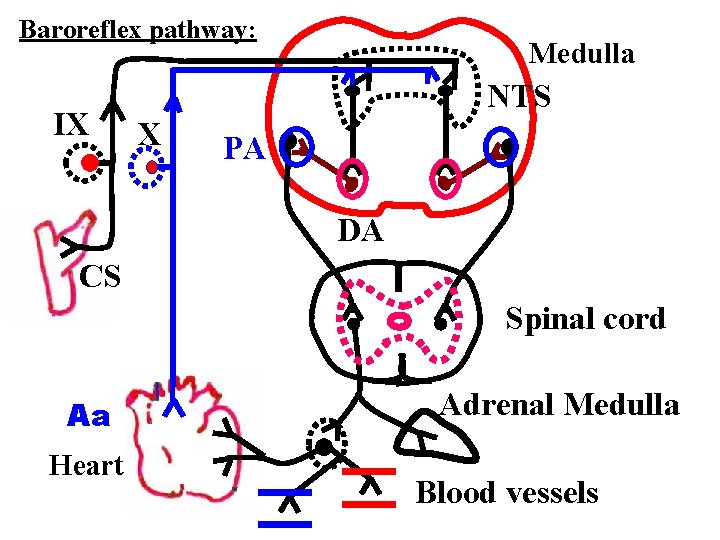 Baroreflex pathway: IX Medulla NTS X PA DA CS Spinal cord Aa Heart Adrenal