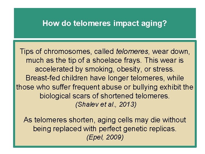 How do telomeres impact aging? Tips of chromosomes, called telomeres, wear down, much as