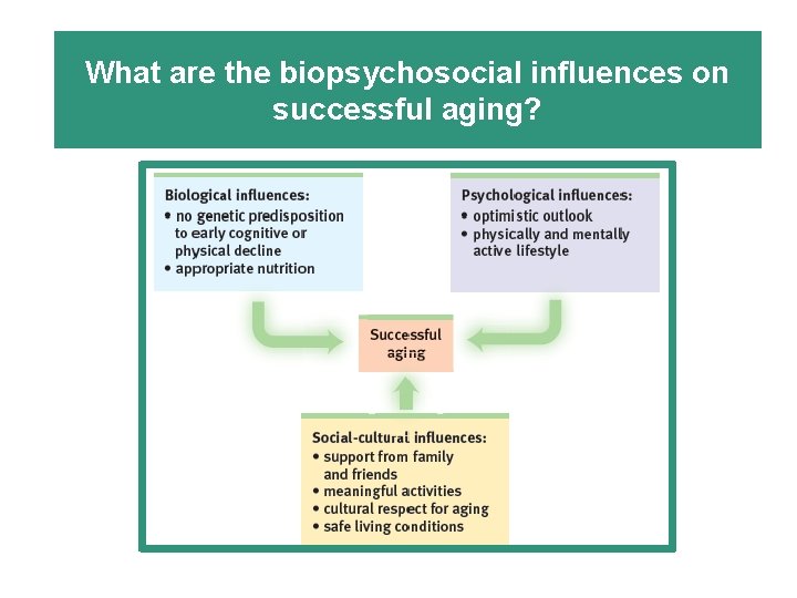 What are the biopsychosocial influences on successful aging? 