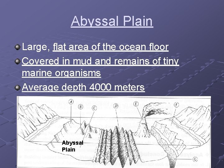 Abyssal Plain Large, flat area of the ocean floor Covered in mud and remains