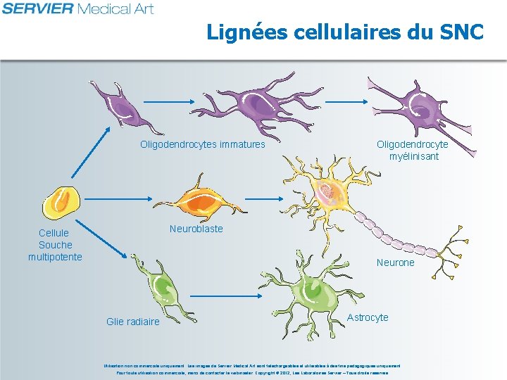 Lignées cellulaires du SNC Oligodendrocytes immatures Oligodendrocyte myélinisant Neuroblaste Cellule Souche multipotente Neurone Glie