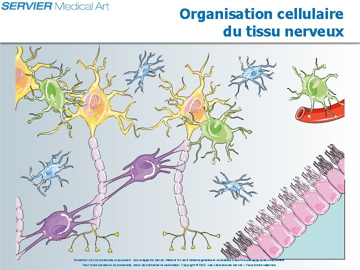 Organisation cellulaire du tissu nerveux Utilisation non commerciale uniquement. Les images de Servier Medical