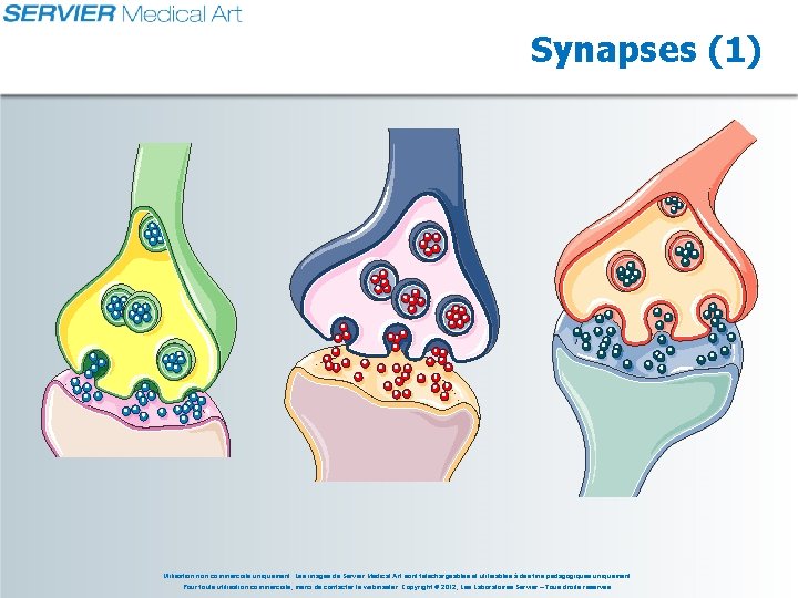 Synapses (1) Utilisation non commerciale uniquement. Les images de Servier Medical Art sont téléchargeables