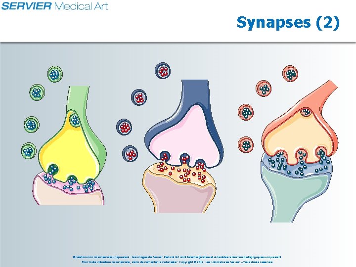 Synapses (2) Utilisation non commerciale uniquement. Les images de Servier Medical Art sont téléchargeables