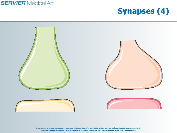 Synapses (4) Utilisation non commerciale uniquement. Les images de Servier Medical Art sont téléchargeables
