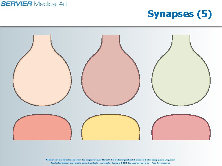 Synapses (5) Utilisation non commerciale uniquement. Les images de Servier Medical Art sont téléchargeables