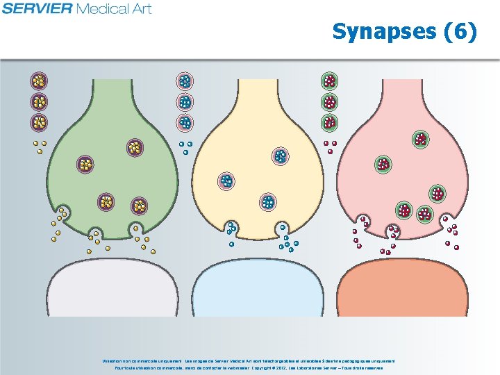 Synapses (6) Utilisation non commerciale uniquement. Les images de Servier Medical Art sont téléchargeables