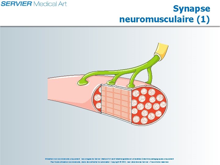 Synapse neuromusculaire (1) Utilisation non commerciale uniquement. Les images de Servier Medical Art sont