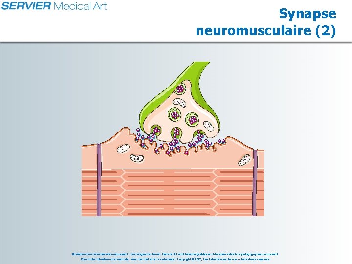 Synapse neuromusculaire (2) Utilisation non commerciale uniquement. Les images de Servier Medical Art sont