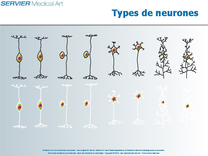Types de neurones Utilisation non commerciale uniquement. Les images de Servier Medical Art sont