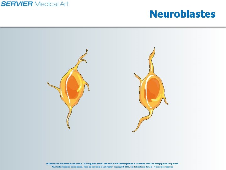 Neuroblastes Utilisation non commerciale uniquement. Les images de Servier Medical Art sont téléchargeables et