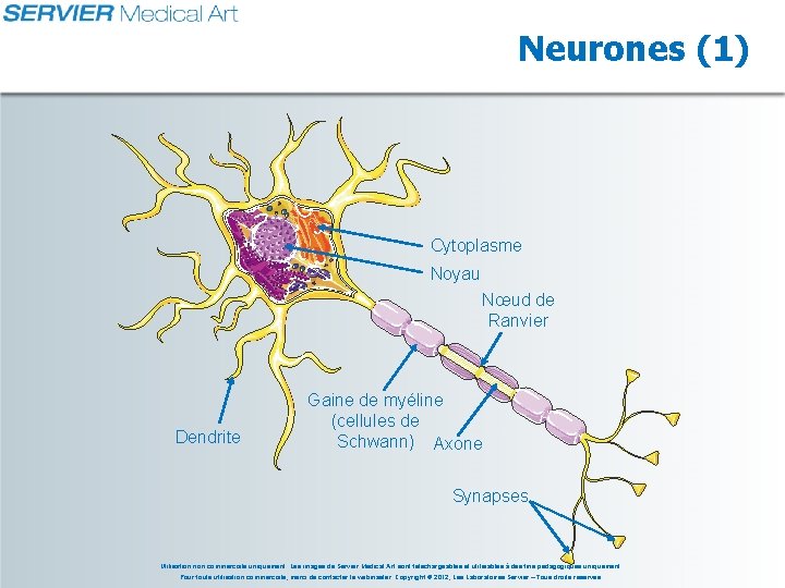 Neurones (1) Cytoplasme Noyau Nœud de Ranvier Dendrite Gaine de myéline (cellules de Schwann)
