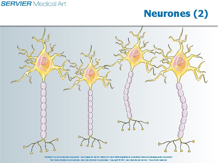 Neurones (2) Utilisation non commerciale uniquement. Les images de Servier Medical Art sont téléchargeables