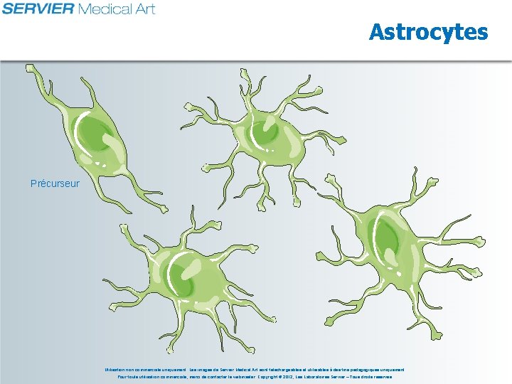 Astrocytes Précurseur Utilisation non commerciale uniquement. Les images de Servier Medical Art sont téléchargeables