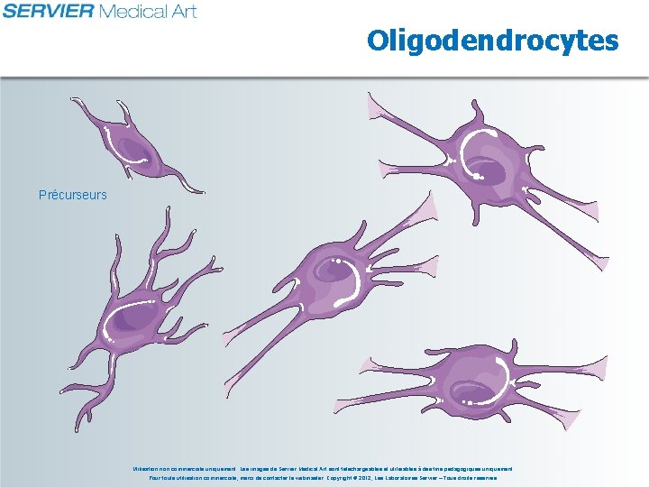 Oligodendrocytes Précurseurs Utilisation non commerciale uniquement. Les images de Servier Medical Art sont téléchargeables