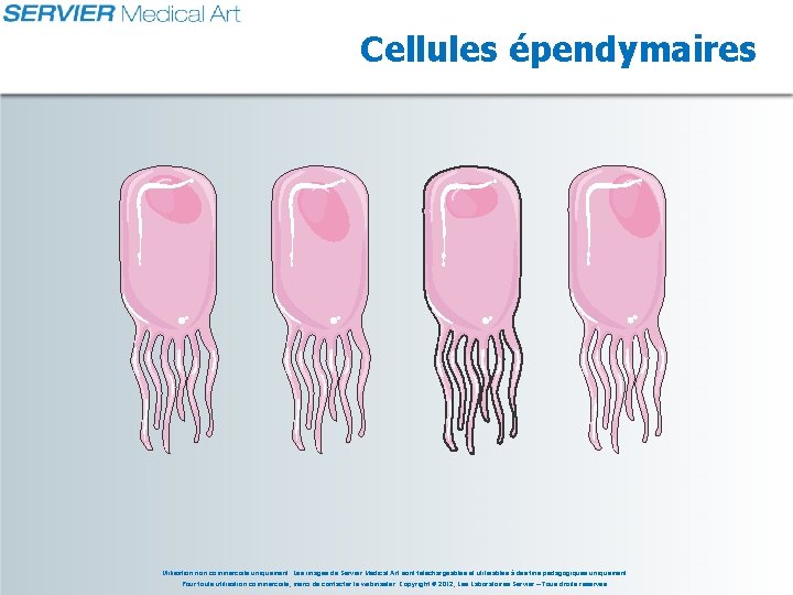 Cellules épendymaires Utilisation non commerciale uniquement. Les images de Servier Medical Art sont téléchargeables