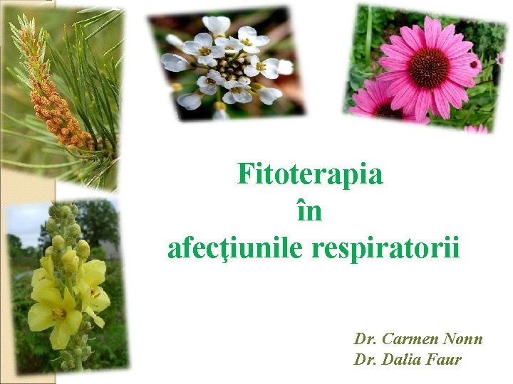 Fitoterapia în afecţiunile respiratorii Dr. Carmen Nonn Dr. Dalia Faur 