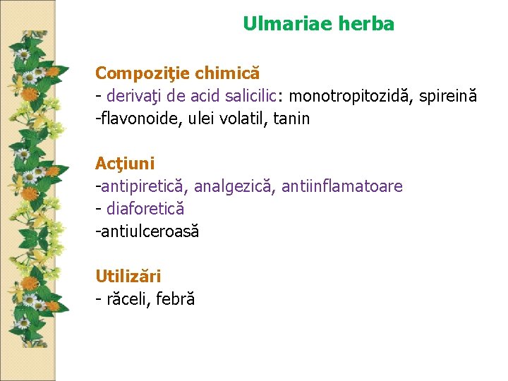 Ulmariae herba Compoziţie chimică - derivaţi de acid salicilic: monotropitozidă, spireină -flavonoide, ulei volatil,