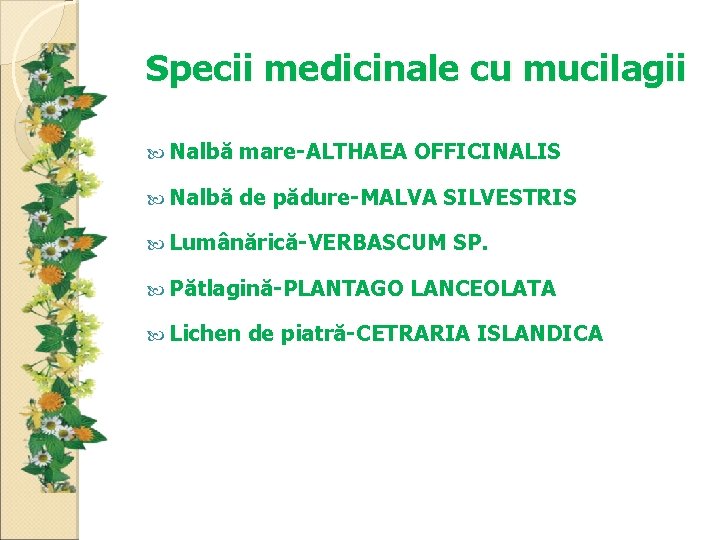 Specii medicinale cu mucilagii Nalbă mare-ALTHAEA OFFICINALIS Nalbă de pădure-MALVA SILVESTRIS Lumânărică-VERBASCUM Pătlagină-PLANTAGO Lichen