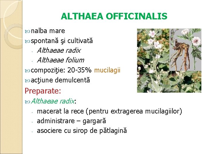 ALTHAEA OFFICINALIS nalba mare spontană şi cultivată ◦ ◦ Althaeae radix Althaeae folium compoziţie: