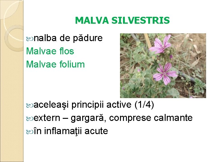 MALVA SILVESTRIS nalba de pădure Malvae flos Malvae folium aceleaşi principii active (1/4) extern
