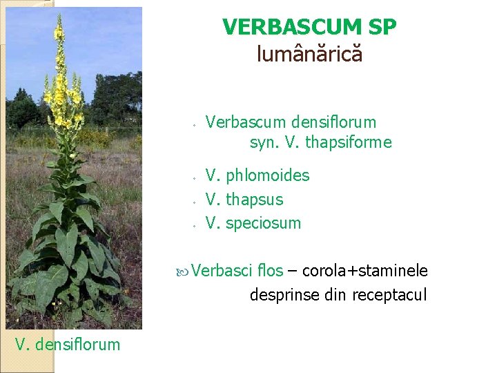 VERBASCUM SP lumânărică ◦ ◦ Verbascum densiflorum syn. V. thapsiforme V. phlomoides V. thapsus