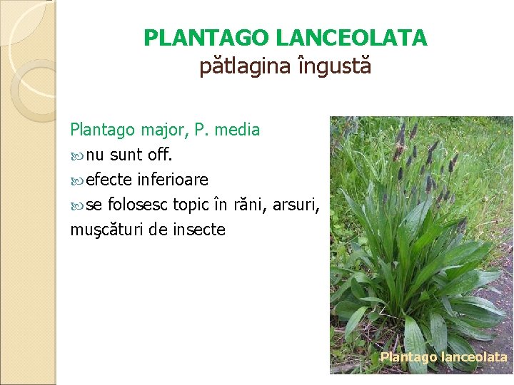 PLANTAGO LANCEOLATA pătlagina îngustă Plantago major, P. media nu sunt off. efecte inferioare se