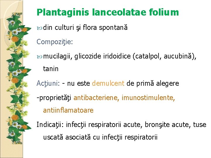 Plantaginis lanceolatae folium din culturi şi flora spontană Compoziţie: mucilagii, glicozide iridoidice (catalpol, aucubină),