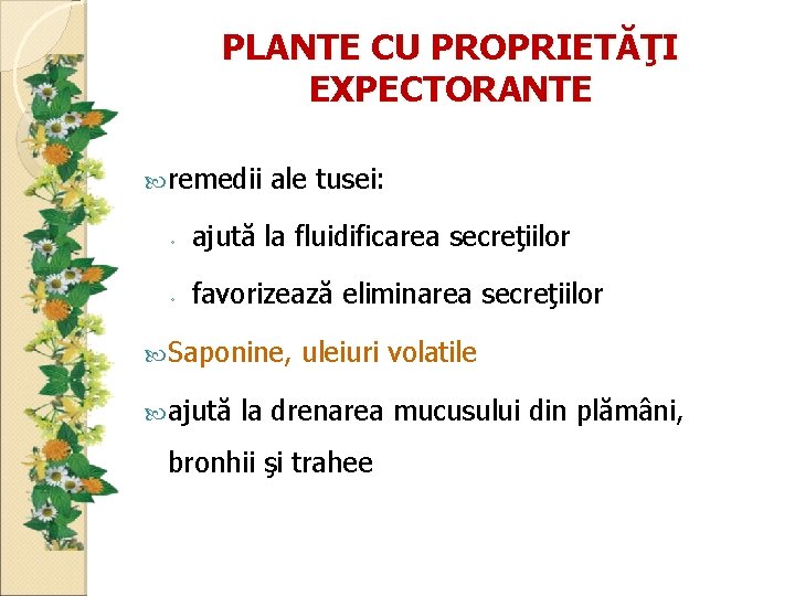 PLANTE CU PROPRIETĂŢI EXPECTORANTE remedii ale tusei: ◦ ajută la fluidificarea secreţiilor ◦ favorizează