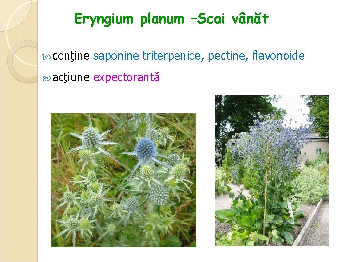 Eryngium planum –Scai vânăt conţine saponine triterpenice, pectine, flavonoide acţiune expectorantă 