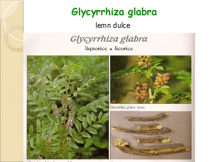 Glycyrrhiza glabra lemn dulce 