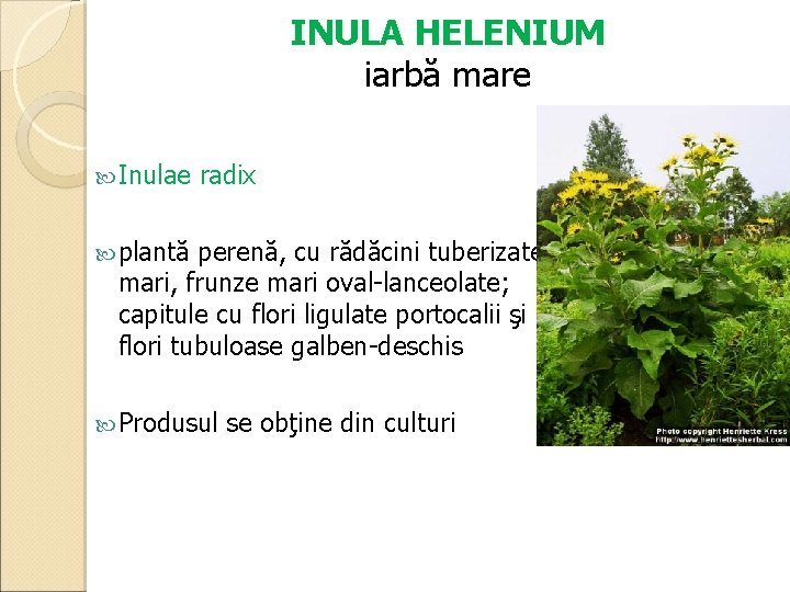 INULA HELENIUM iarbă mare Inulae radix plantă perenă, cu rădăcini tuberizate, mari, frunze mari